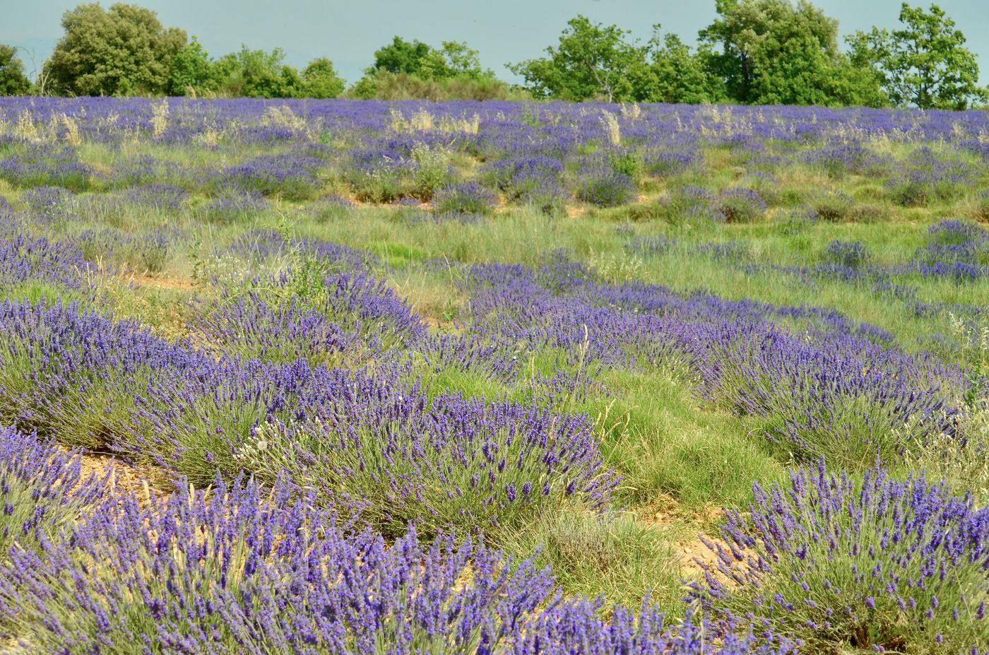 The plateau in bloom